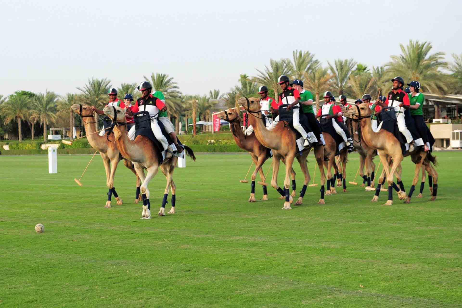 Play Camel Polo in Dubai