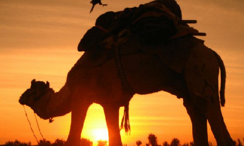 morning-safari-with-camel-ride