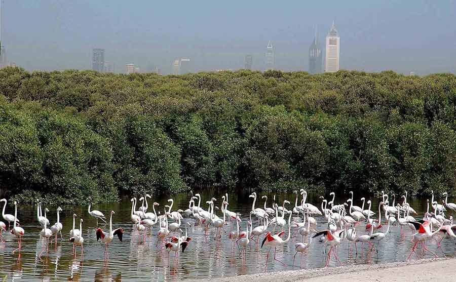 Ras Al Khor Wildlife Sanctuary