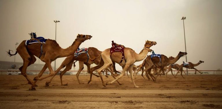 Camel Racing In Dubai a must visit to Dubai