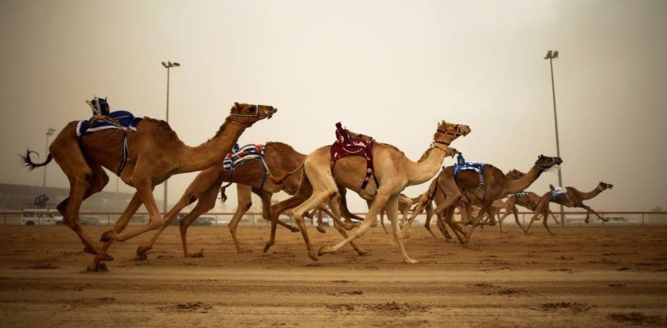 Camel Racing In Dubai a must visit to Dubai 