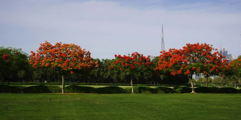 Al Safa park