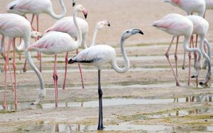 Ras Al Khor Wildlife Sanctuary