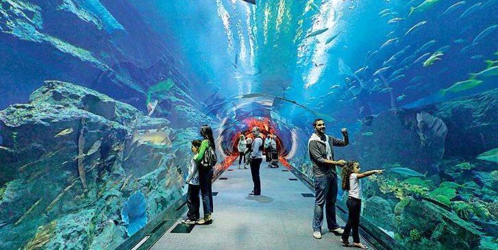 Dubai Aquarium Images and Pictures the largest Aquarium in the world 