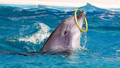 dubai creek dolphinarium