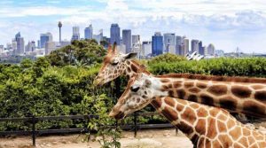 dubai-safari-park-zoo