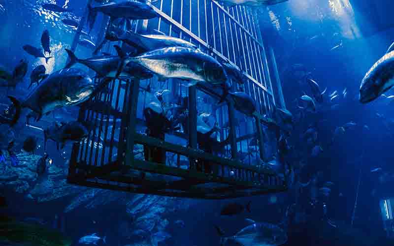 Dubai Aquarium and Underwater Zoo in Dubai