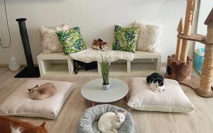 Ailuromania Cat Cafe