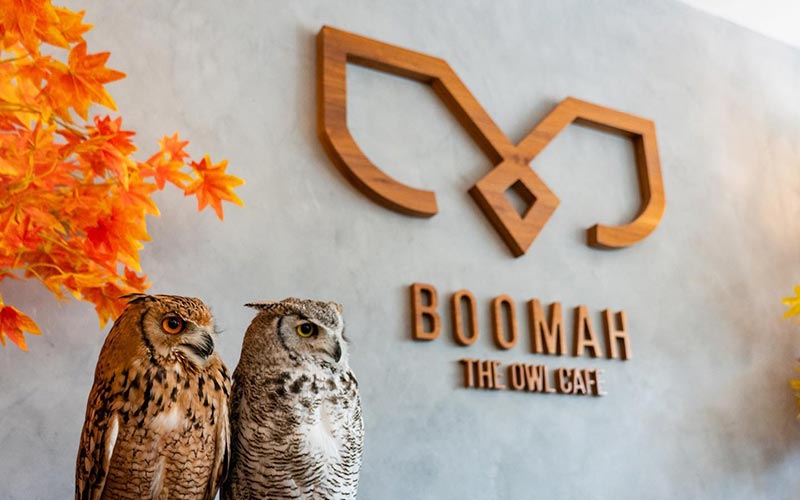 Boomah Owl Cafe